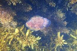 Image of Reaper cuttlefish