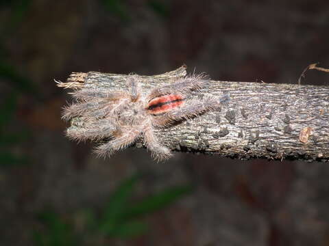 Iridopelma hirsutum Pocock 1901的圖片