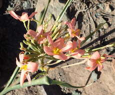 Moraea bifida (L. Bolus) Goldblatt resmi