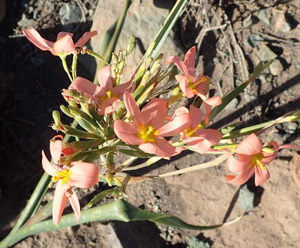 Imagem de Moraea bifida (L. Bolus) Goldblatt