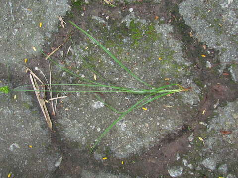 Image of Carex bonariensis Desf. ex Poir.