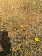 Image of ladies' false fleabane