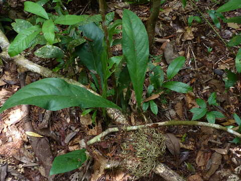 Image of Anthurium atropurpureum R. E. Schult. & Maguire