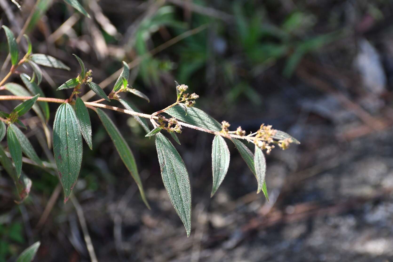 Pleroma longifolium (Vahl) Triana的圖片