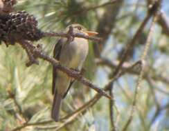 Image of Greater Pewee