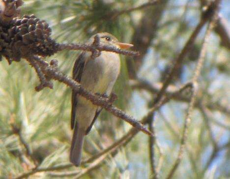 Image of Greater Pewee