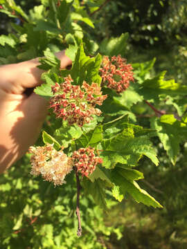 Слика од Physocarpus capitatus (Pursh) Kuntze