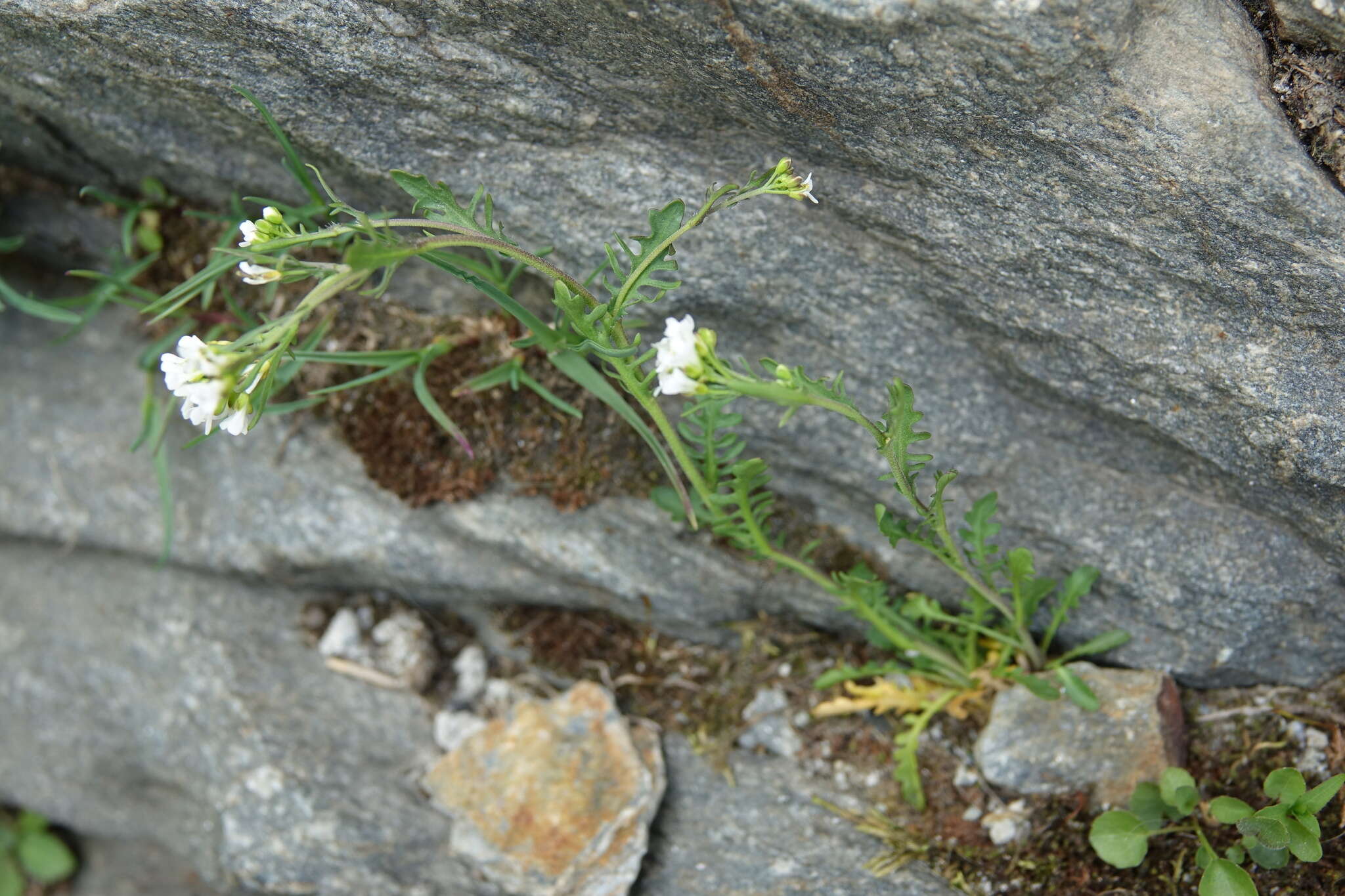 Image of Murbeckiella pinnatifida (Lam.) Rothm.