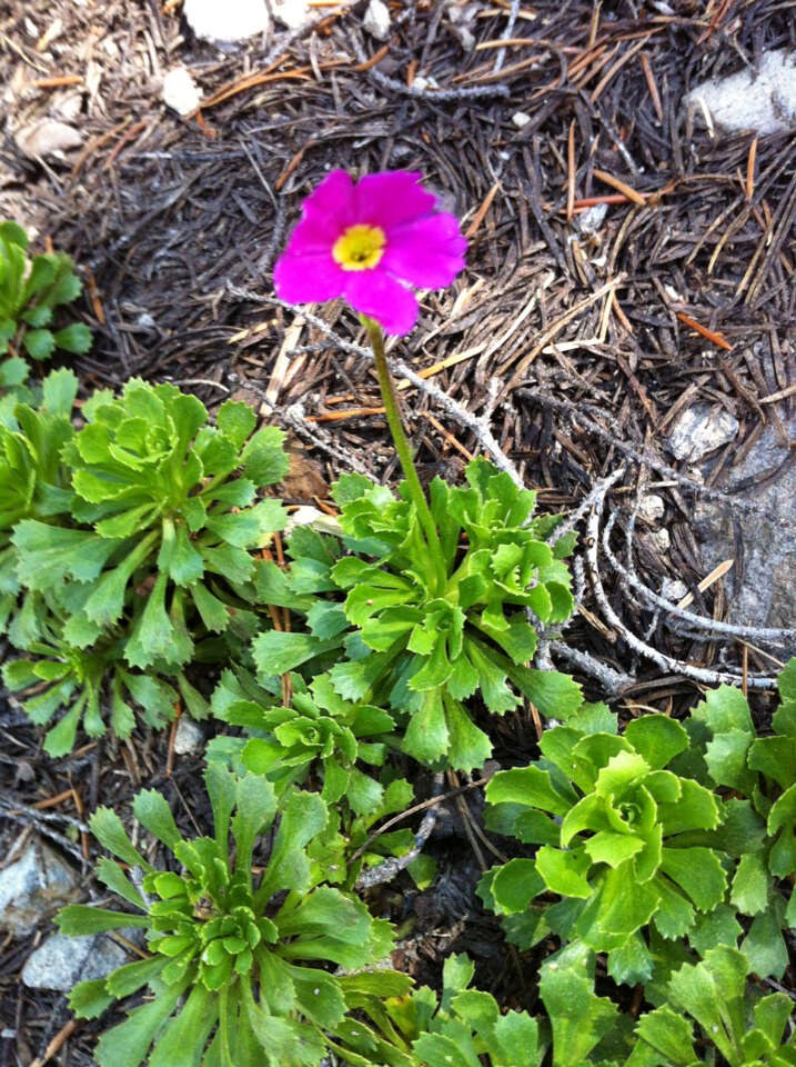 Слика од Primula suffrutescens A. Gray