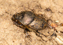 Image of Onthophagus (Palaeonthophagus) medius (Kugelann 1792)