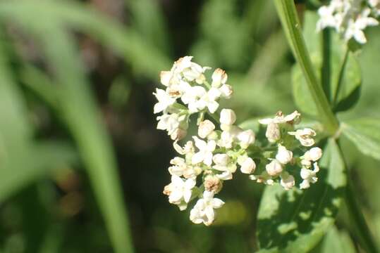 Plancia ëd Galium rubioides L.