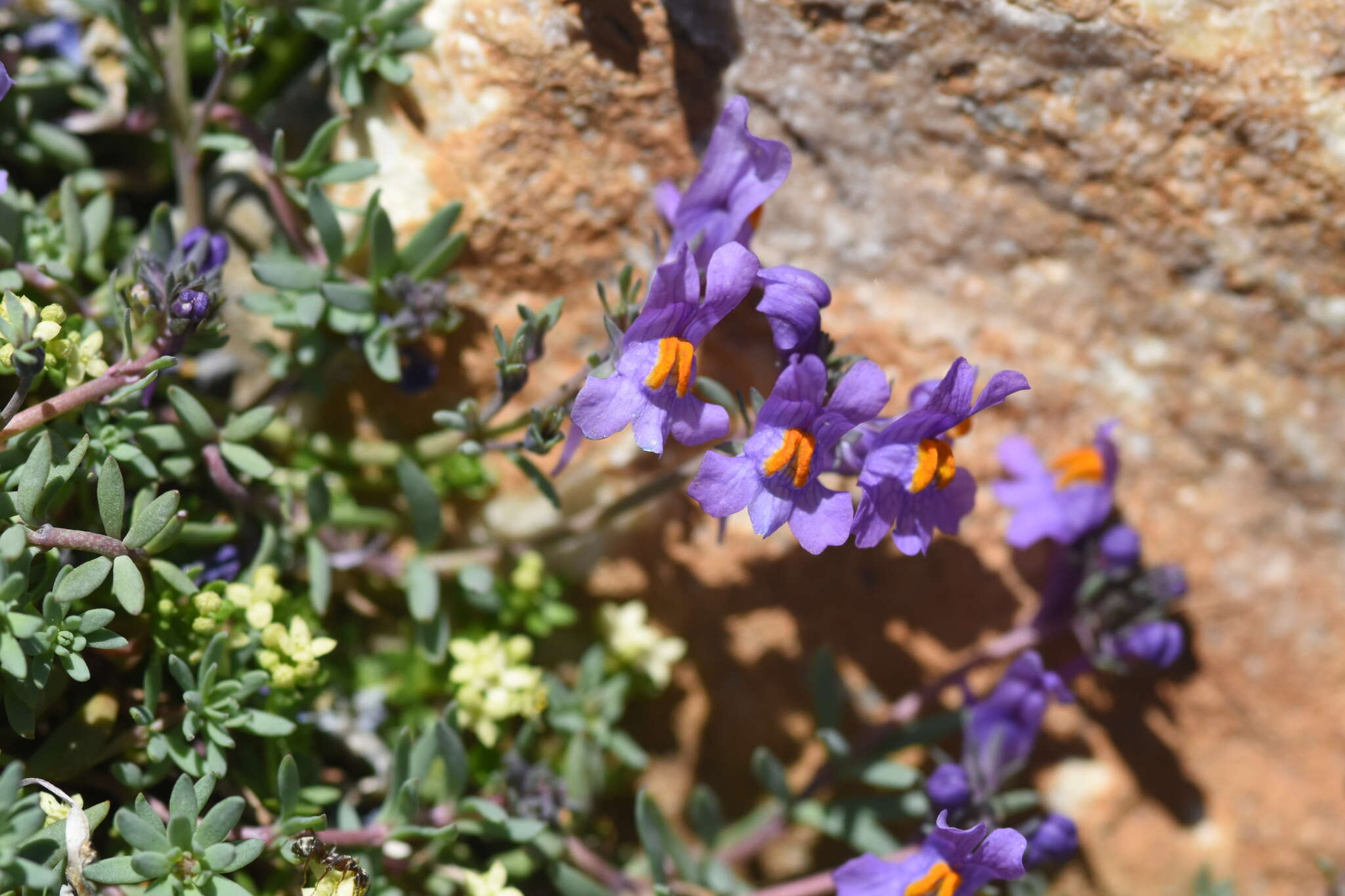 Image of Linaria alpina subsp. alpina