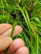 Image of Carex corynoidea K. A. Ford