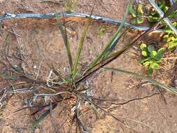 Image of purple needlegrass