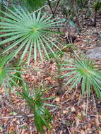 Imagem de Coccothrinax alta (O. F. Cook) Becc.