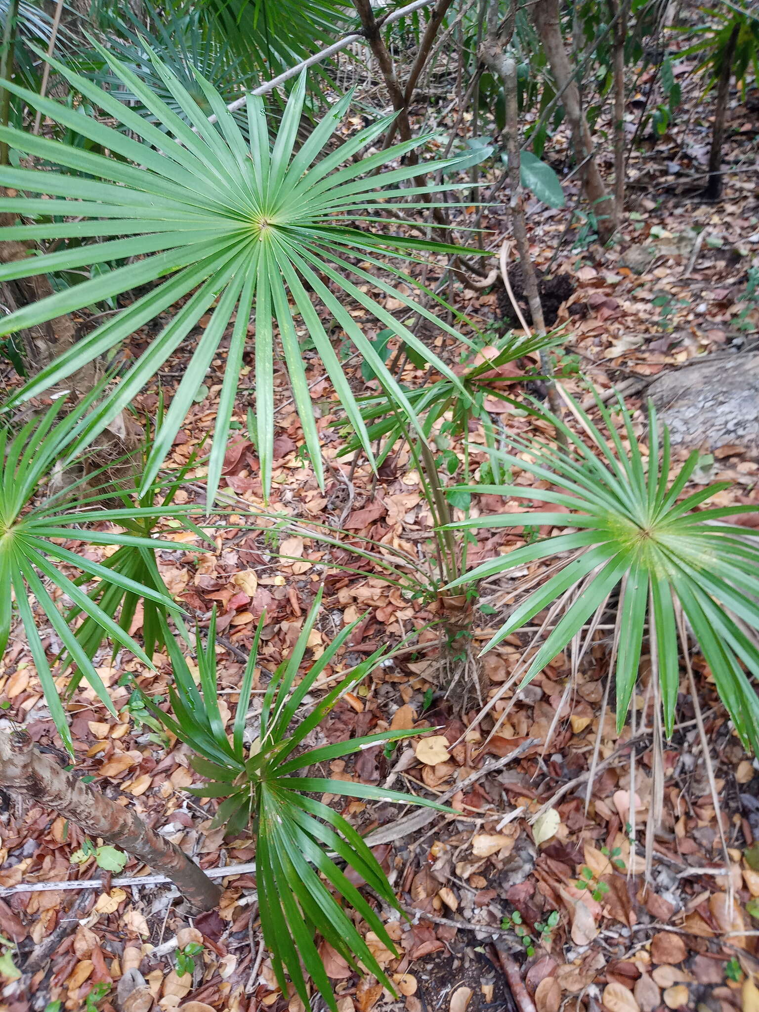 Image of Coccothrinax alta (O. F. Cook) Becc.