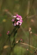 Image of Centaurium erythraea subsp. erythraea