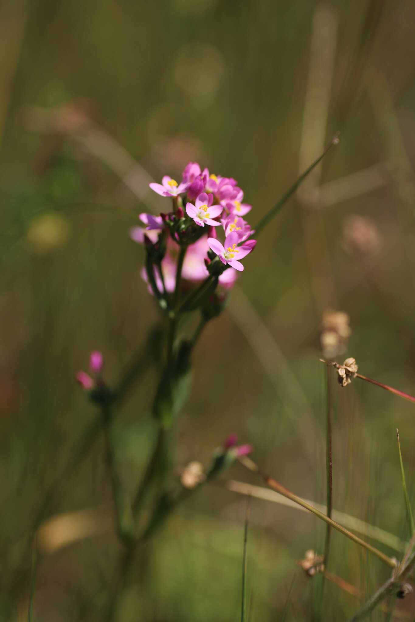 Image of Centaurium erythraea subsp. erythraea