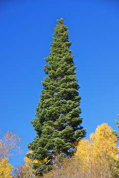 Image of white fir