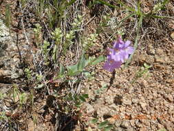 Image of sidebells penstemon