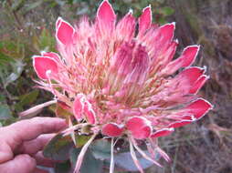 Image of Broad-leaved protea