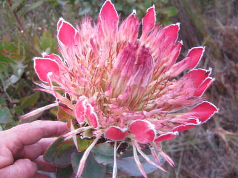 Image of Broad-leaved protea