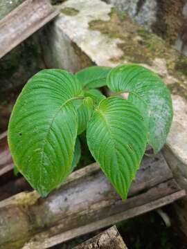 Imagem de Rhynchoglossum obliquum Blume