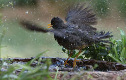 Image of Karoo Thrush