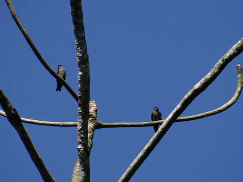 Image of White-thighed Swallow