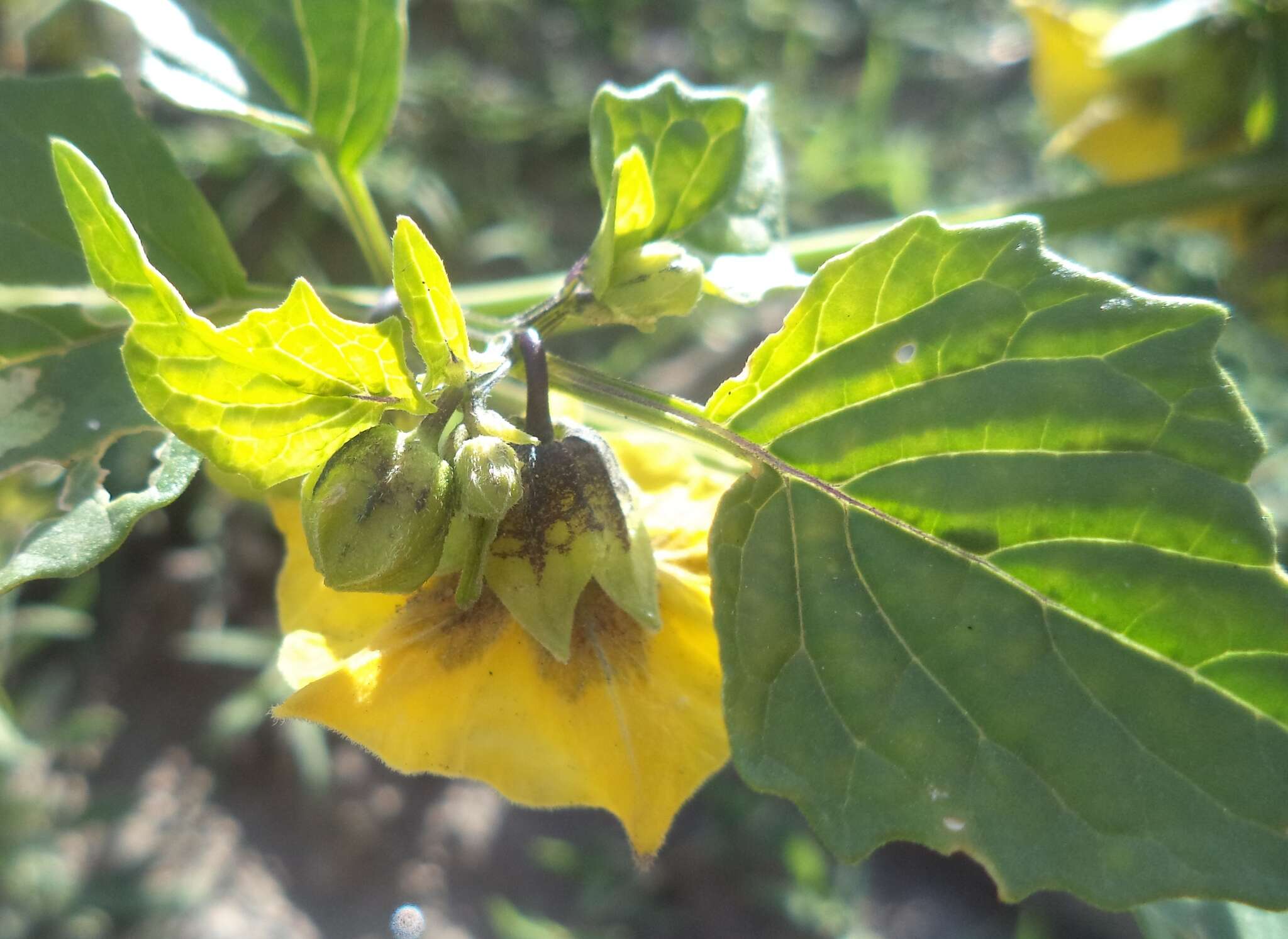 Imagem de Physalis philadelphica subsp. ixocarpa (Brot. ex Hornem.) Sobr.-Vesp. & Sanz-Elorza