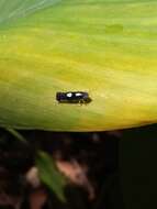 Image of Diedrocephala variegata (Fabricius 1775)