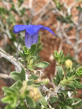 Image of Aptosimum albomarginatum Marl. & Engl.