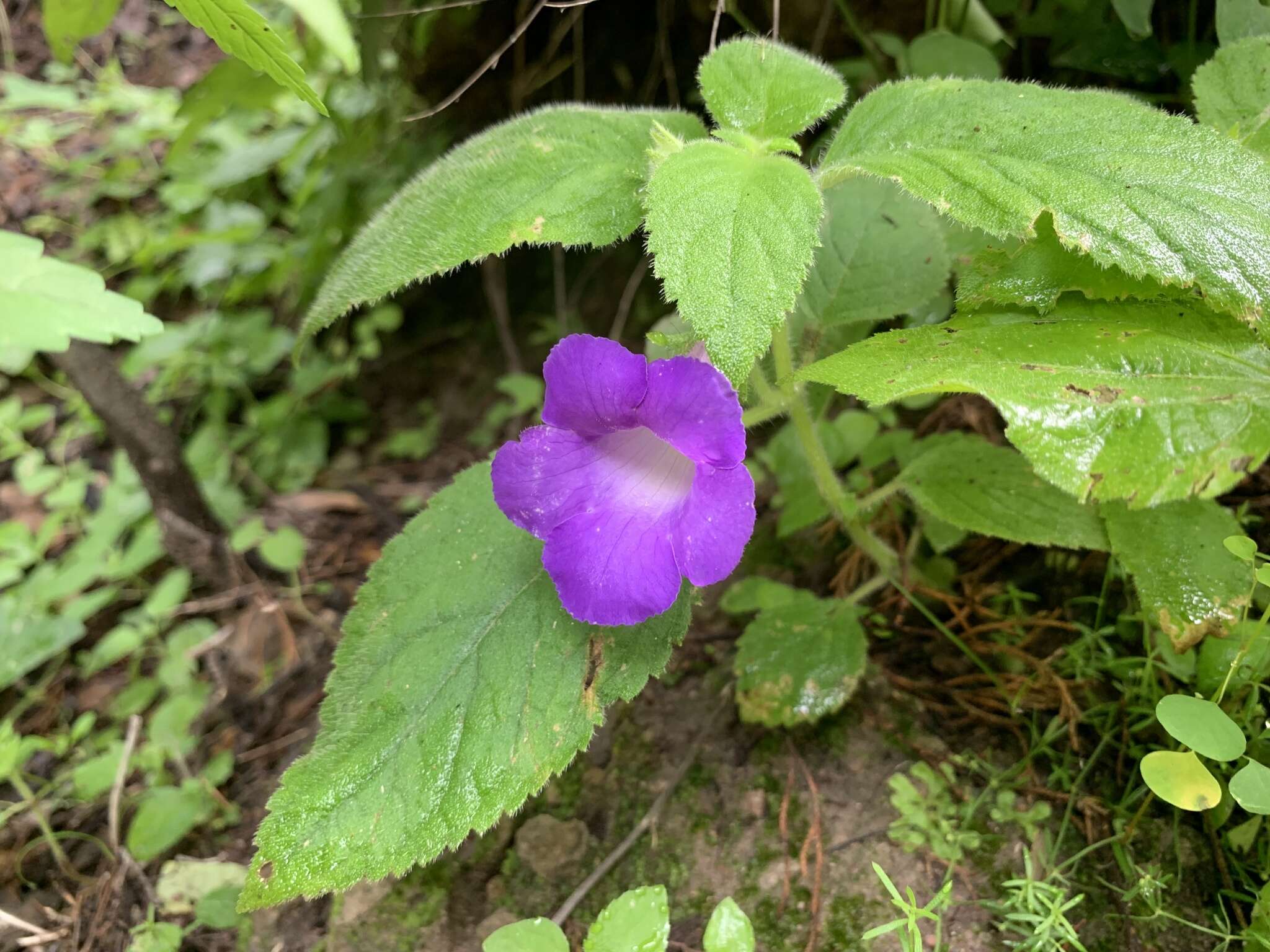 Image of Achimenes mexicana (Seem.) Benth. & Hook. fil. ex Fritsch