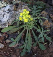 Image of Reseda crystallina Webb & Berth.