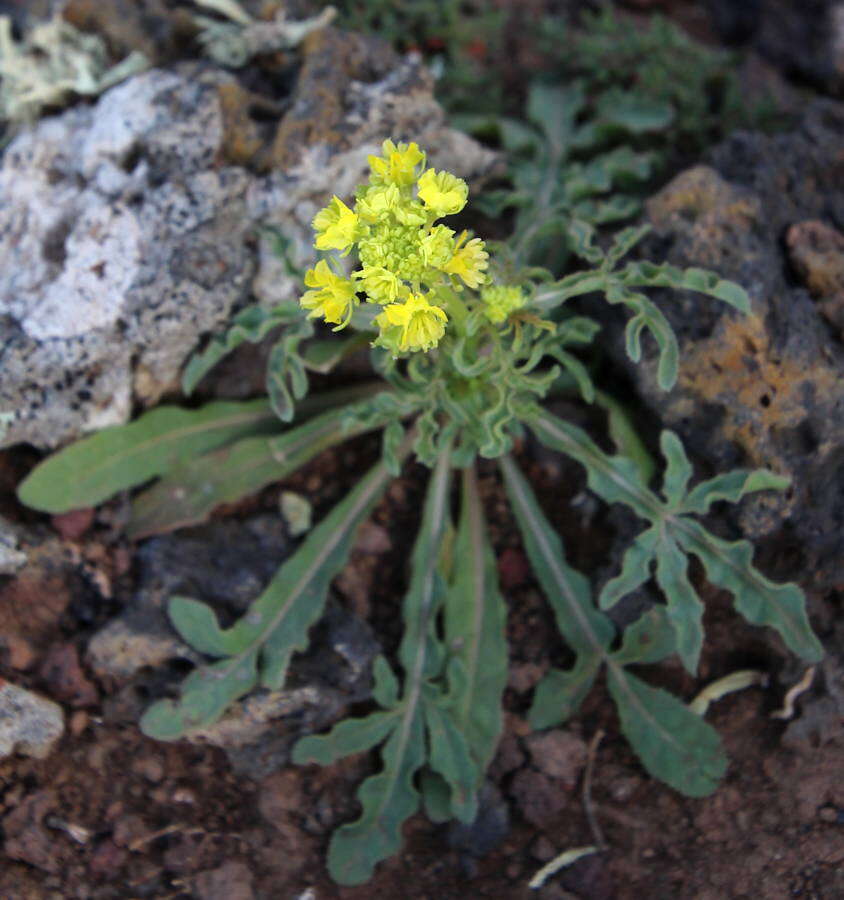 Image of Reseda crystallina Webb & Berth.