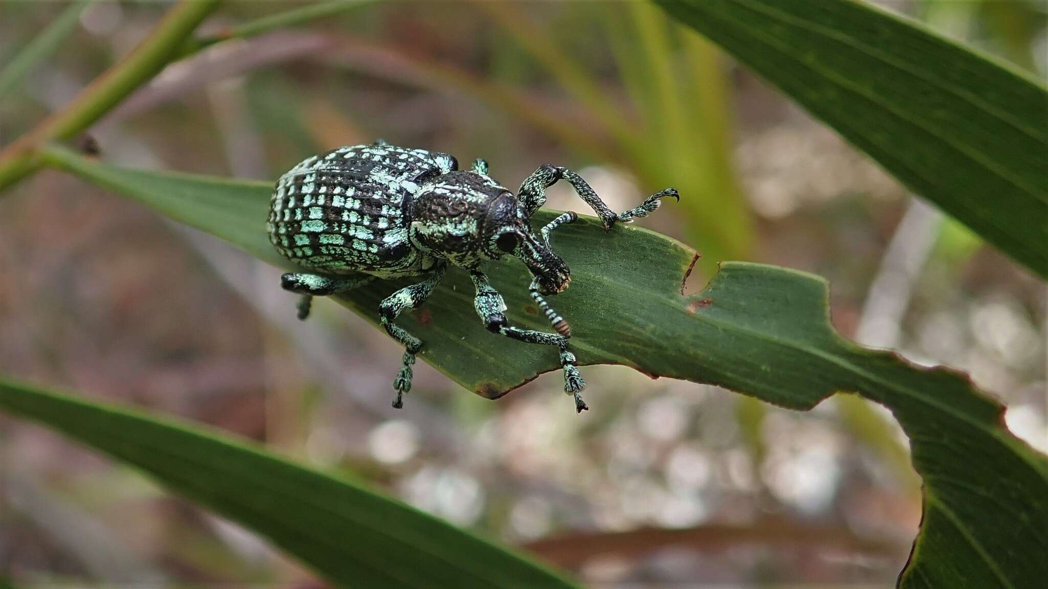 Image of Chrysolopus spectabilis (Fabricius & J. C. 1775)