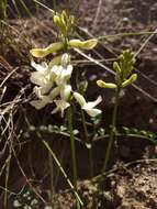 Image of curvepod milkvetch