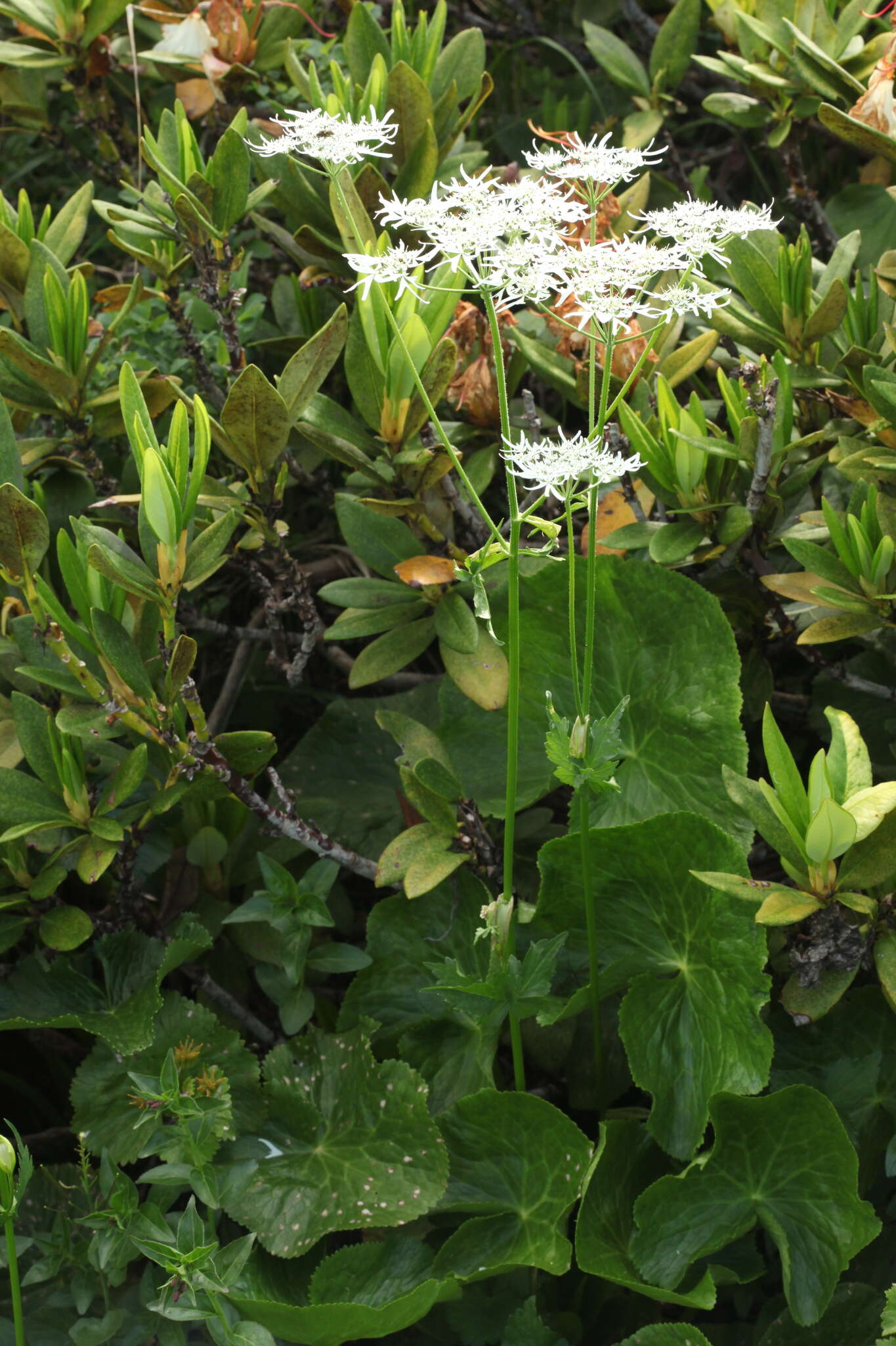 صورة Heracleum apiifolium Boiss.