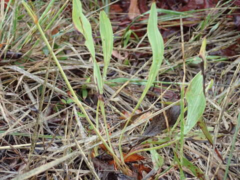 Bupleurum rigidum L. resmi