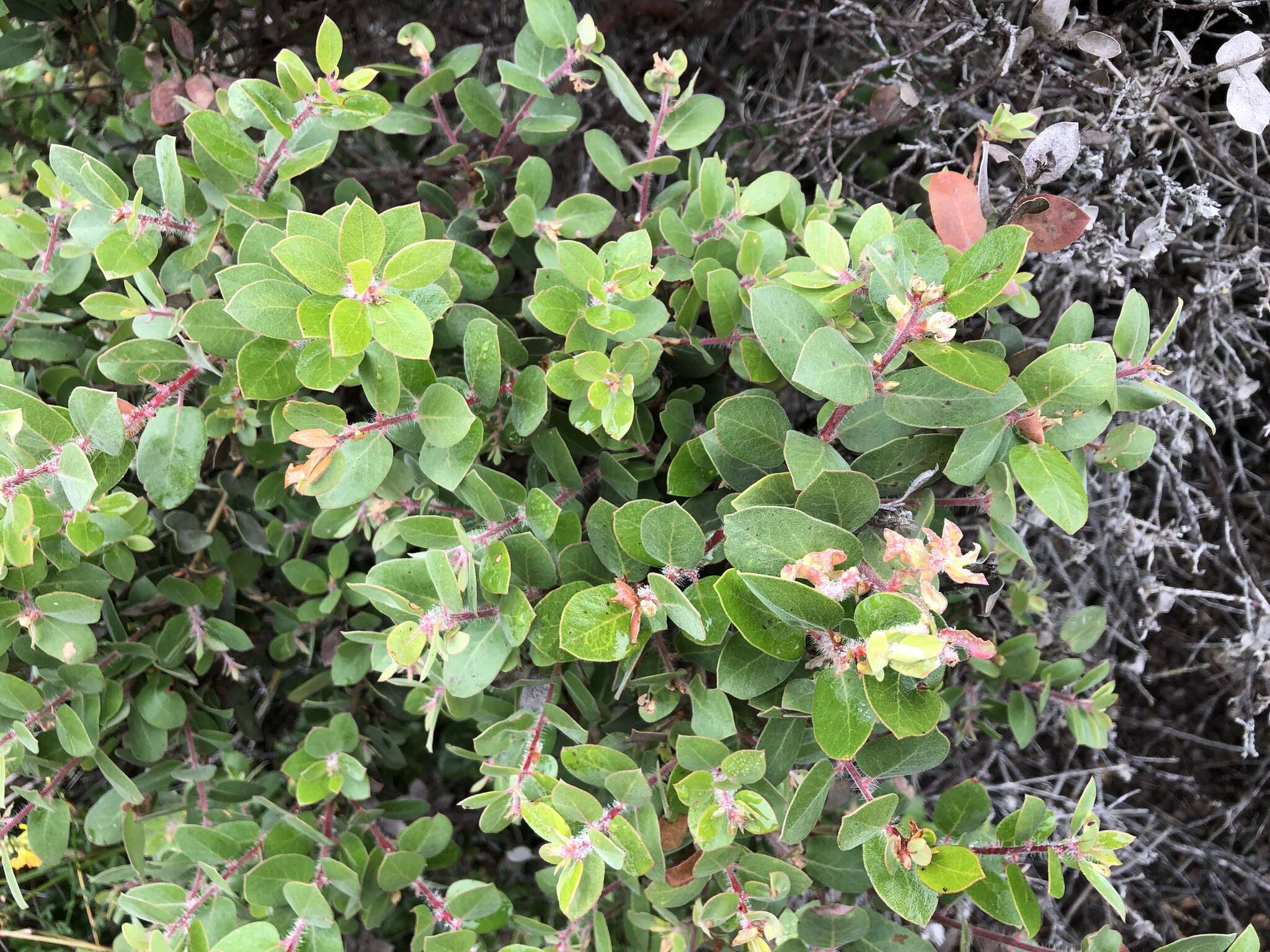 Plancia ëd Arctostaphylos morroensis Wiesl. & Schreiber