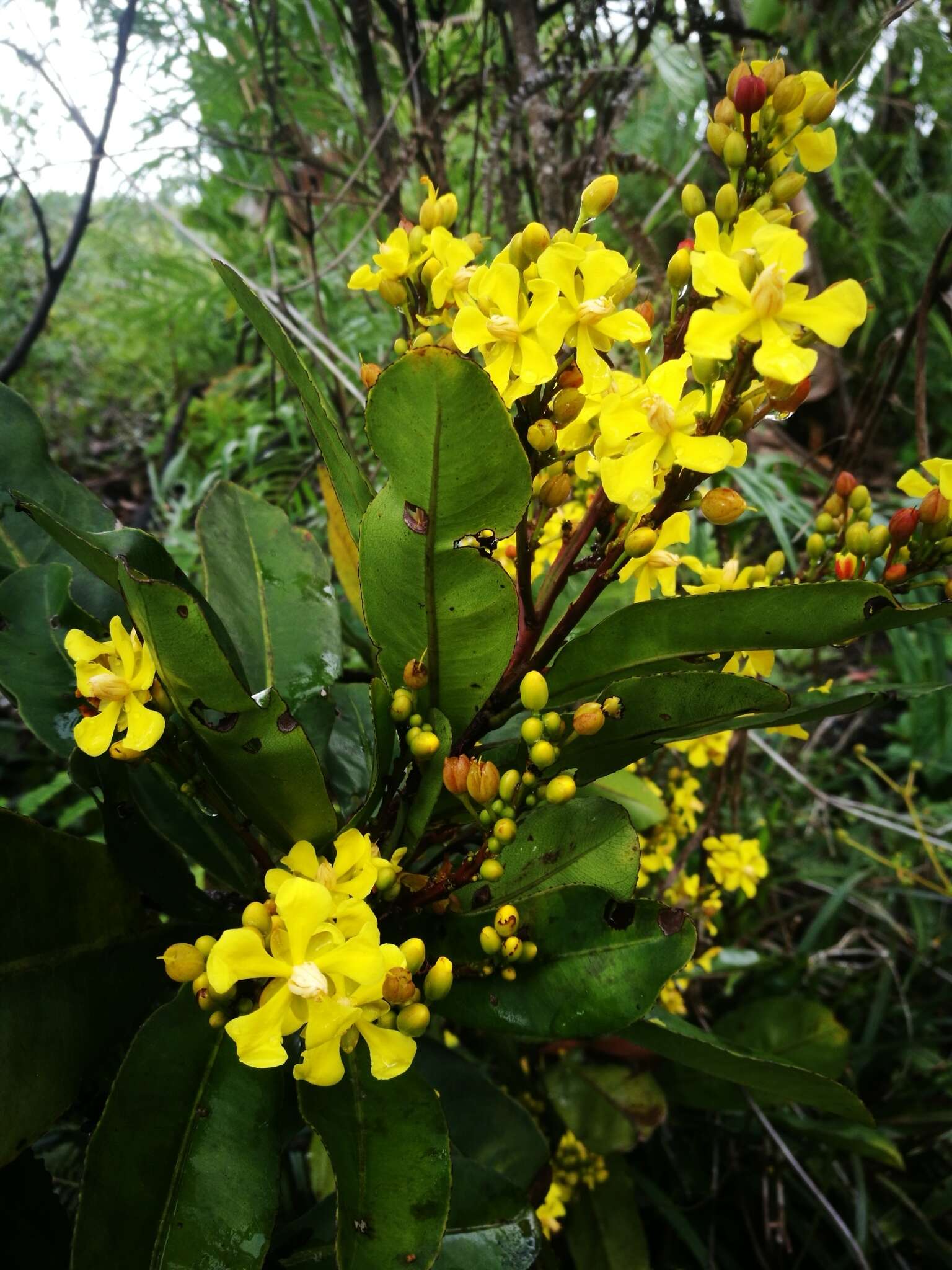 Image de Campylospermum anceps (Baker) H. Perrier