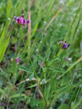 Trifolium depauperatum var. stenophyllum (Nutt.) McDermott的圖片