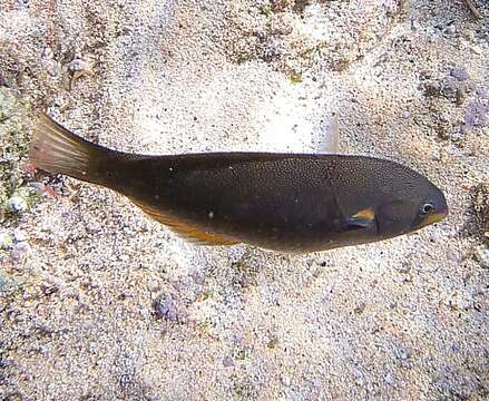 Image of Belted wrasse