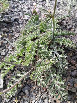 Image of Pelargonium laxum (Sweet) G. Don