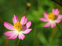 Image of wild cosmos