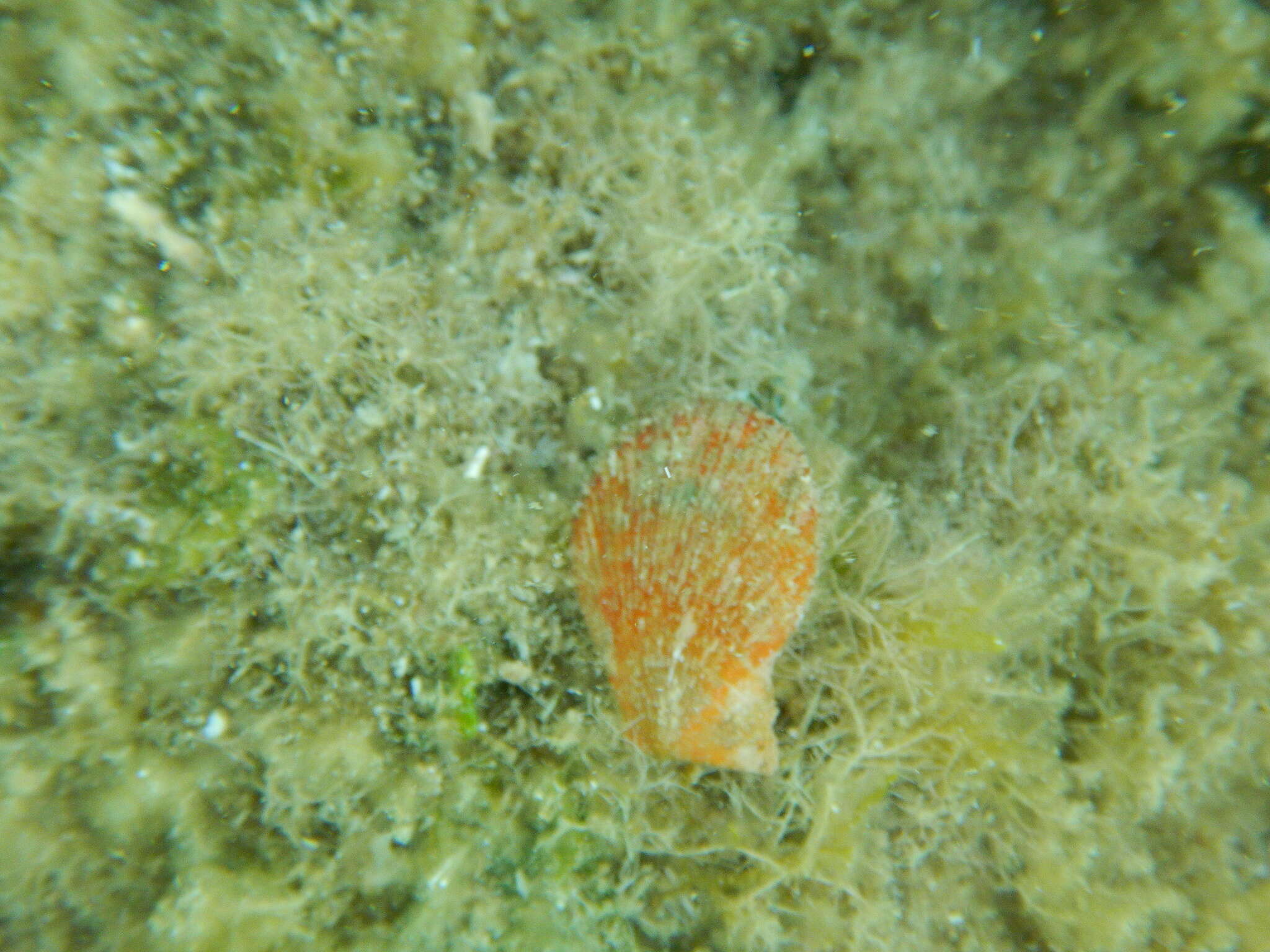 Image of variegated scallop