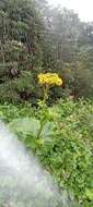 Image of Ligularia amplexicaulis (Wall.) DC.