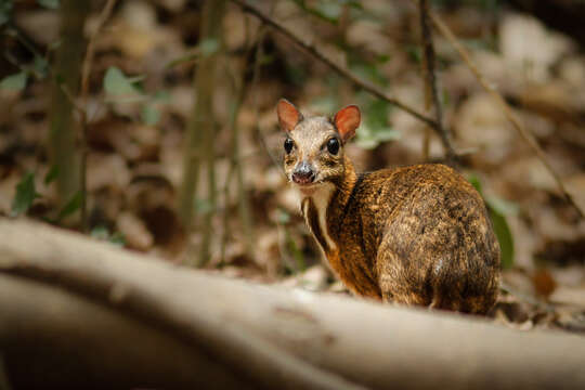 Image of Lesser Mouse-deer