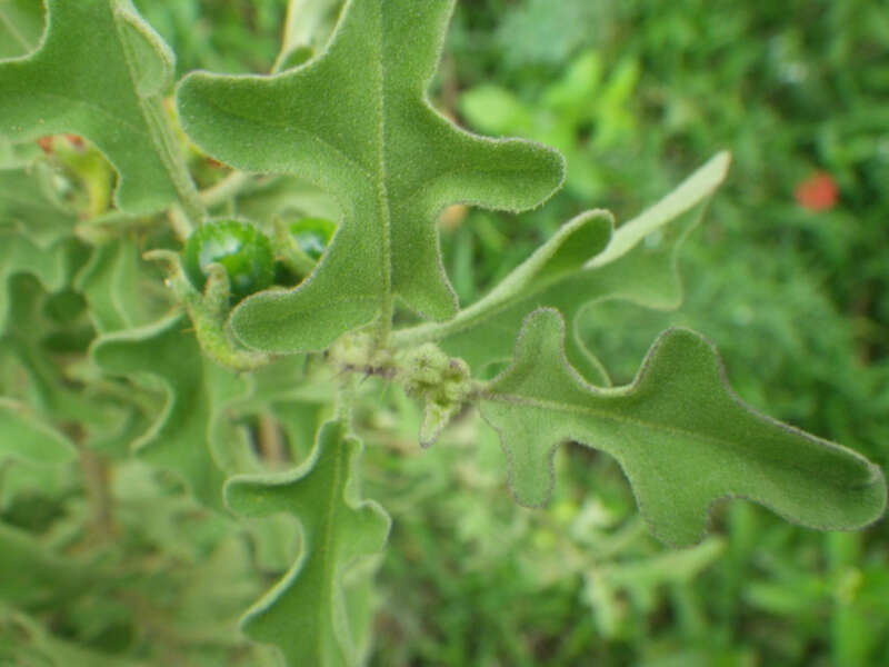 Image of Solanum tomentosum var. coccineum (Jacq.) Willd.