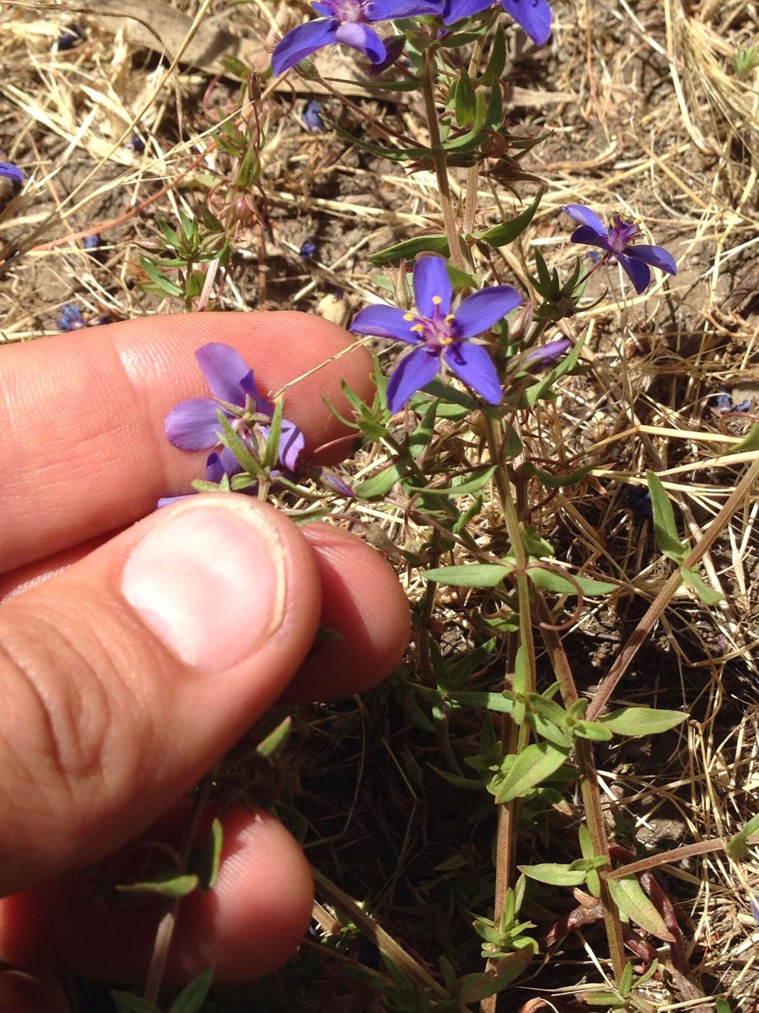 Image of <i>Lysimachia monelli</i>